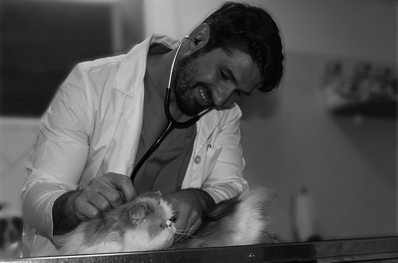 Cuidamos a tus mascotas